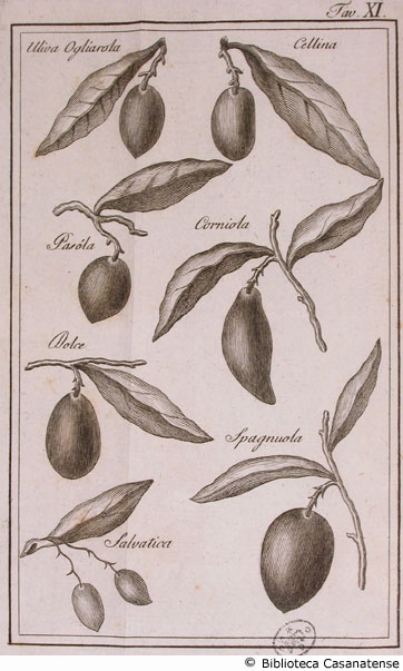 Tav. XI - Variet di olive