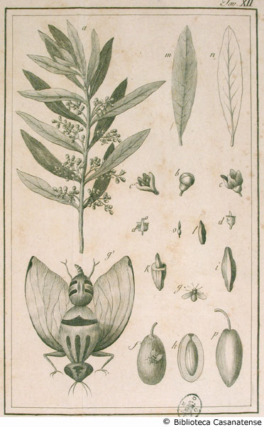 Tav. XII - Parti del fiore e frutti dell'ulivo e un insetto