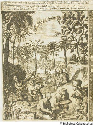 Plantes at arbres des Indies orientales (produzione di t, caff cioccolata), tav. [106] sinistra