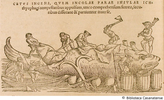 cetus ingens, quem incolae farae insulae... (pescatori che sezionano una balena), p. 138 (seconda figura)