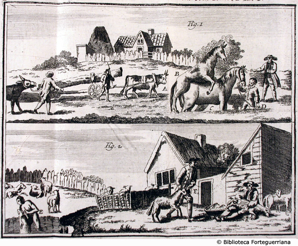 Tav. I - Avvezzamento del toro all'aratro, monta dell'asino con una cavalla (fig.1); Tosa delle pecore (fig.2).