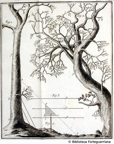 Tav. VIII - Tecnica di misurazione dell'altezza di un albero.