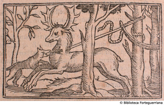 De alcibus seu Onagris , et captura earum, c. 135v
