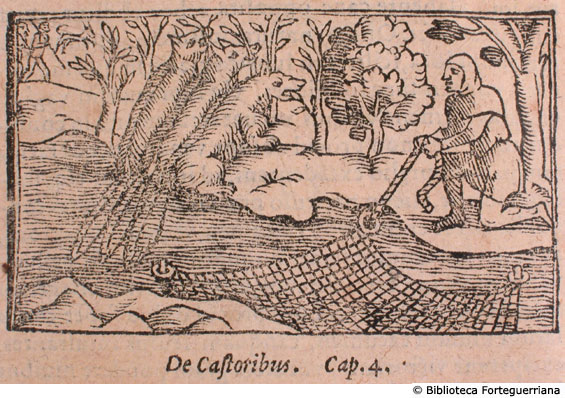 De castoribus (caccia al castoro), c. 136v