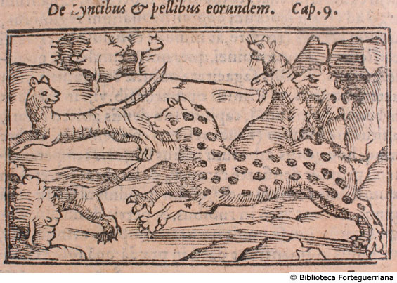 De Lyncibus et pellibus eorundem, c. 138v