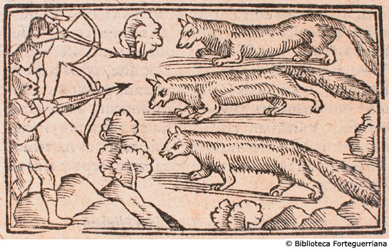De marduris, et zebellis, ac pellibus eorum (caccia alle martore e agli zibellini), c. 141