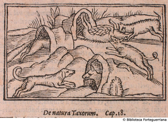 De natura taxorum, c. 143