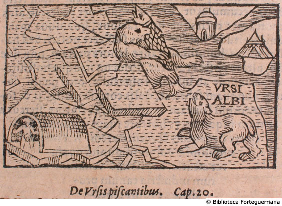 De ursis piscantibus, c. 143v