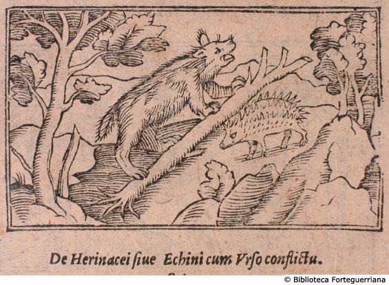 De herinacei sive echini cum urso conflictu (lotta fra un istrice e un orso), c. 145