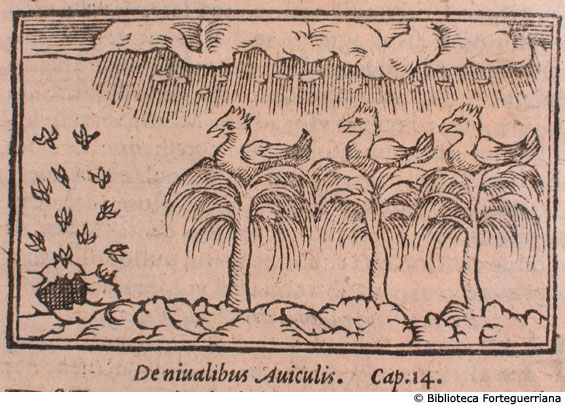 De nivalibus aviculis, c. 156v