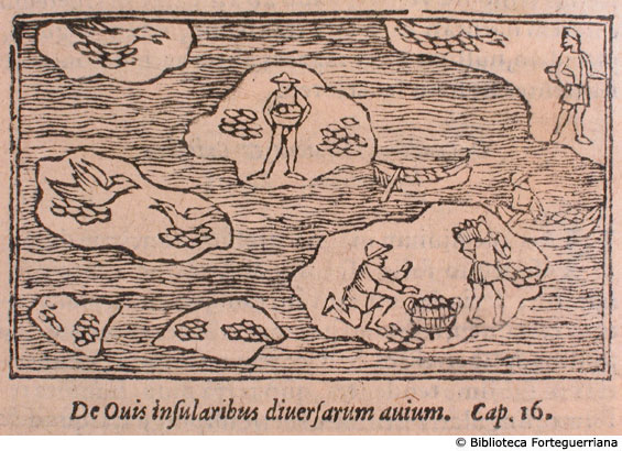De ovis insularibus diversarum avium, c. 157v