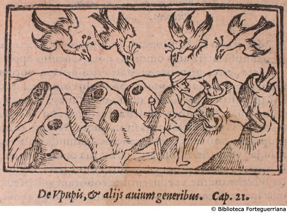 De upupis, et alijs avium generibus, c. 160