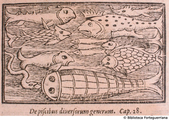 De piscibus diversorum generum, c. 170v