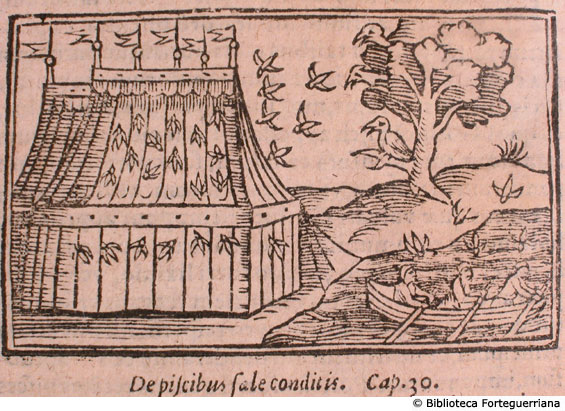 De piscibus sale conditis, c. 171v