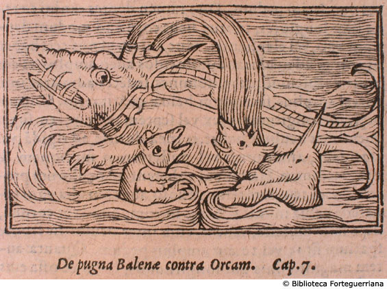 De pugna Balenae contra Orcam, c. 178