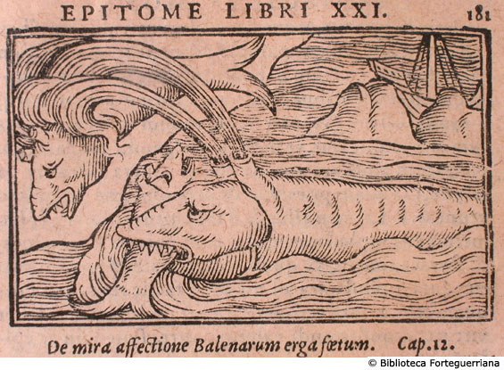 De mira affectatione Balenarum erga foetum, c. 181