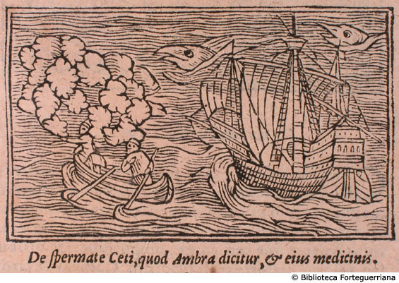 De spermate Ceti, quod Ambra dicitur, et eius medicinis, c. 181 (2 fig.)