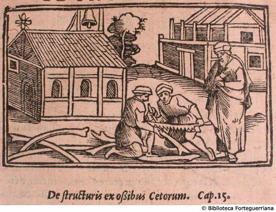 De structuris ex ossibus Cetorum, c. 182v