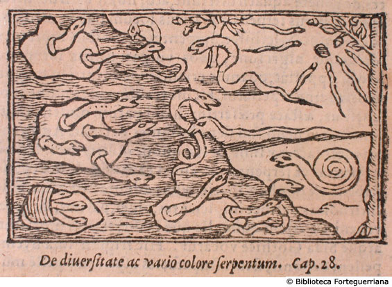 De diversitate ac vario colore serpentum, c. 188