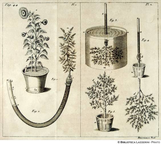 Studi sulla fisiologia delle piante, Pag.44, Pl.1-Pl.2