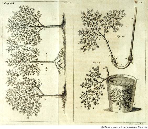 Studi sulla fisiologia delle piante, Pag.118, Pl.11-Pl.12