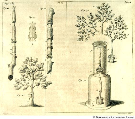 Studi sulla fisiologia delle piante, Pag.139, Pl.13-Pl.14