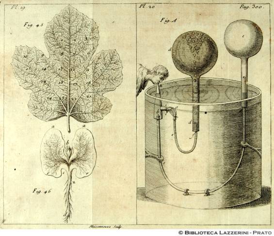 Studi sulla fisiologia delle piante, Pag.300, Pl.19-Pl.20