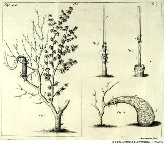 Studi sulla fisiologia delle piante, Pag.44, Pl.3-Pl.4