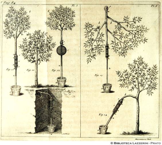 Studi sulla fisiologia delle piante, Pag.84,  Pl.5-Pl.6