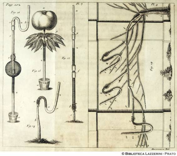 Studi sulla fisiologia delle piante, Pag.102, Pl.7-Pl.8