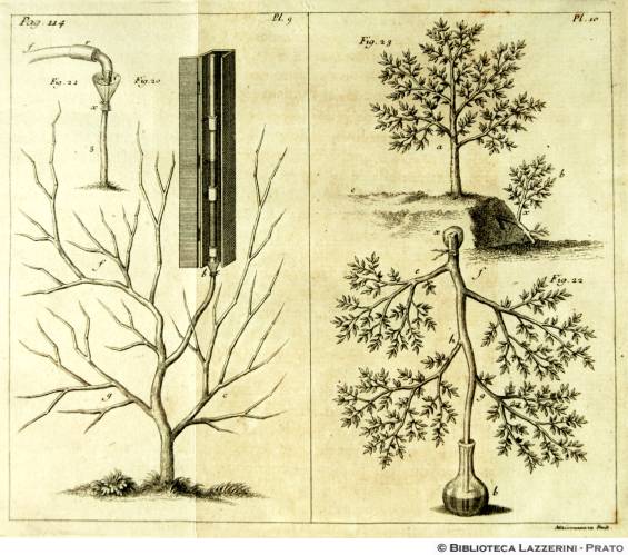 Studi sulla fisiologia delle piante, Pag.114, Pl.9-Pl.10