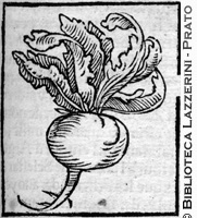 Pianta di rapa, p. 505, 589