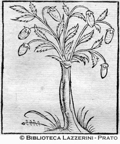 Albero di mandorle, p. 522