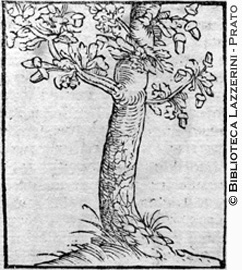 Albero di quercia con ghiande, p. 414