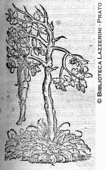 Impiccato ad un albero, p. 463