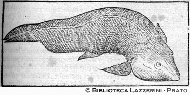 Pesce di lago, p. 477