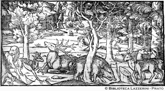 Animali nella foresta Nera, p. 655