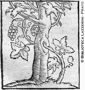 Pianta di vite sostenuta da un albero, p. 668