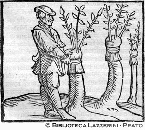 Lavorazione agricole: innesti, p. 672