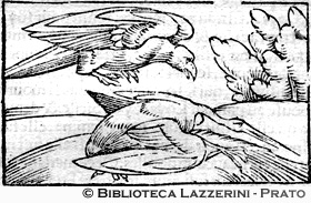 Aquila e cicogna, p. 704