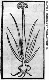 Pianta di aglio, p. 736