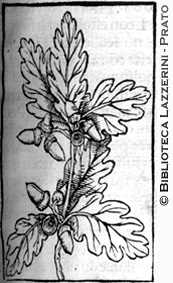 Ramo di quercia con ghiande, p. 65