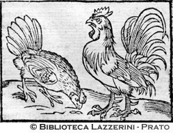 Gallo e gallina, p. 1404