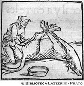 Uccisione di un'animale per il banchetto che si tiene per la circoncisione dei turchi, p. 1205