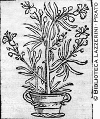 Pianta di rosmarino, p. 94