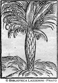 Palma, p. 1242