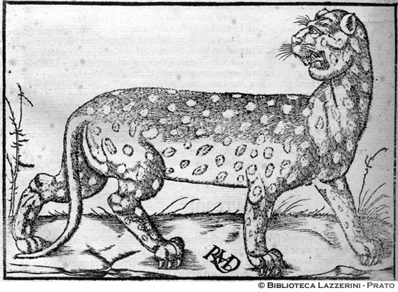Leopardo, p. 1290