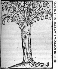 L'albero detto Bdellium, p. 1295