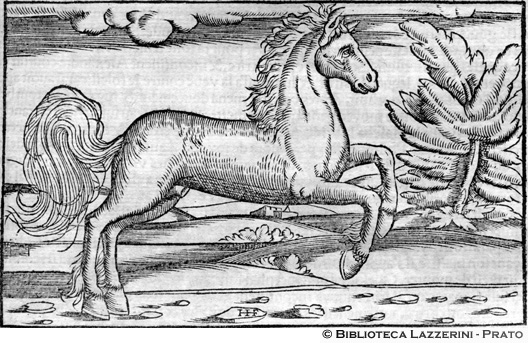 Il cavallo Bucefalo, p. 1321