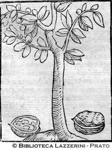 Albero delle noci, p. 1344